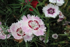 Dianthus plumarius